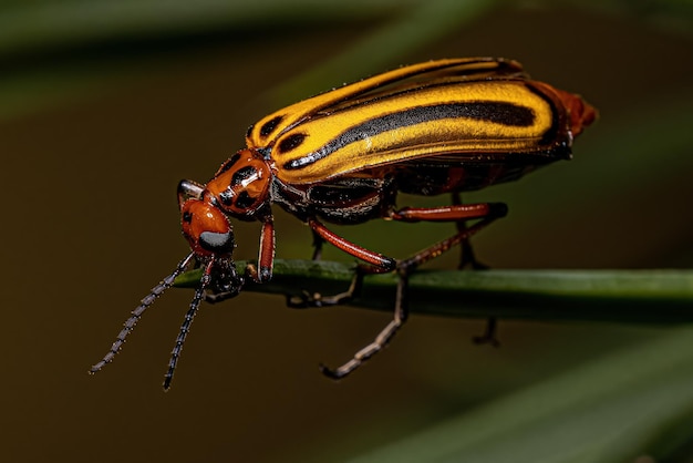 Adult Blister Beetle