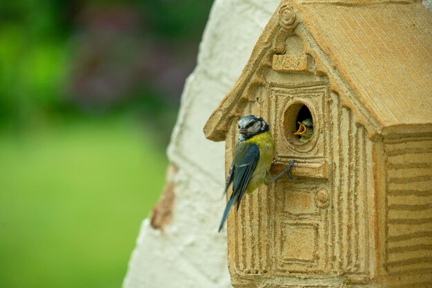 Photo adult blue tit and baby