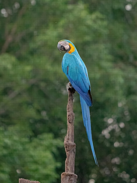 Adult blue-and-yellow macaw of the species ara ararauna