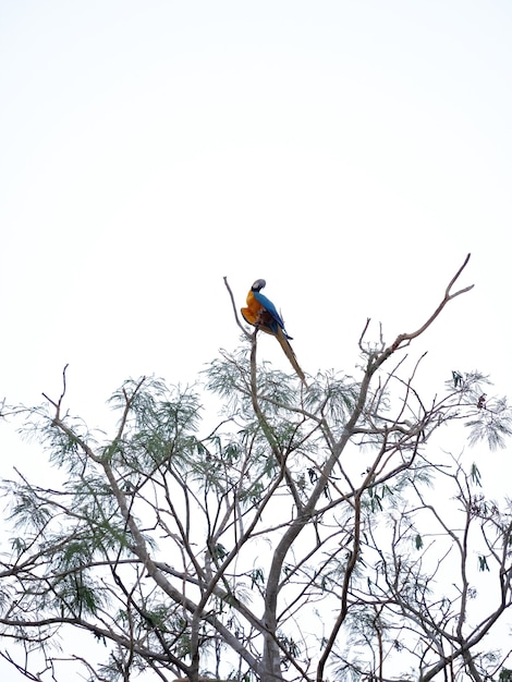 アラアララウナ種の成体の青と黄色のコンゴウインコ