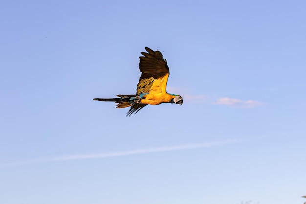 Adult Blueandyellow Macaw of the species Ara ararauna