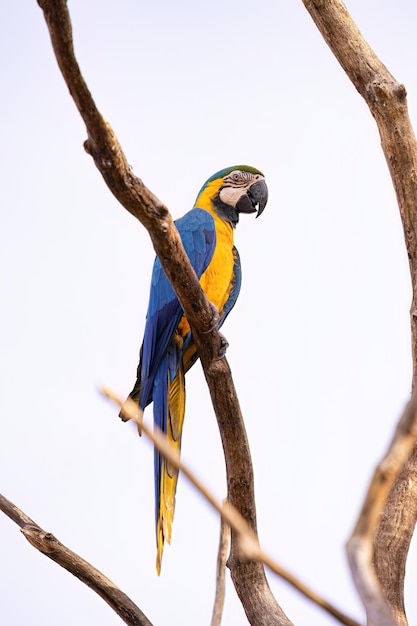 Ara ararauna 種の大人のアオコンゴウインコ