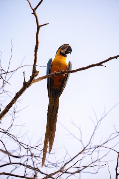 Ara ararauna 종의 성인 Blueandyellow Macaw