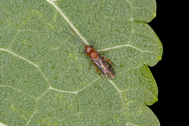 Photo adult braconid wasp of the family braconidae