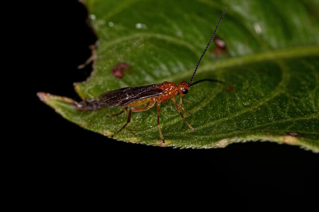 Adult Braconid Wasp of the Family Braconidae