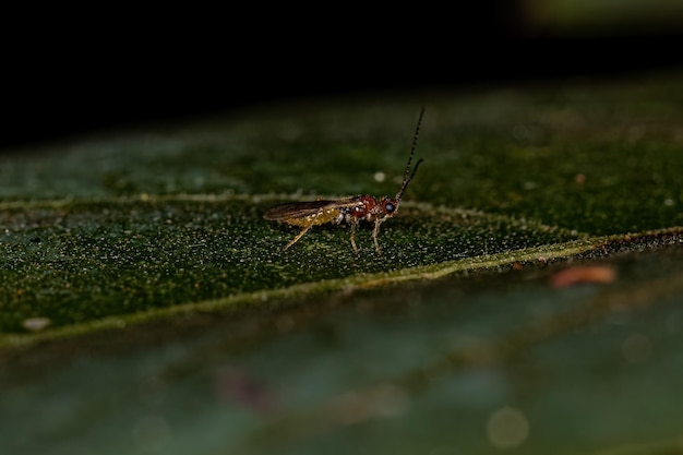 Photo adult braconid wasp