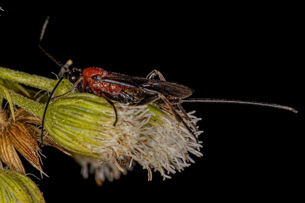 Photo adult braconid wasp