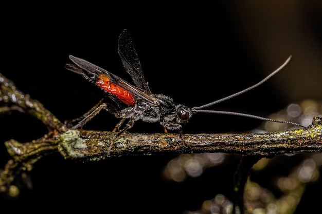 Photo adult braconid wasp