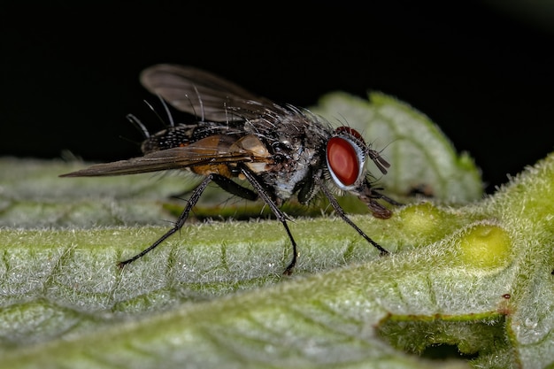 Взрослая щетинистая муха семейства Tachinidae