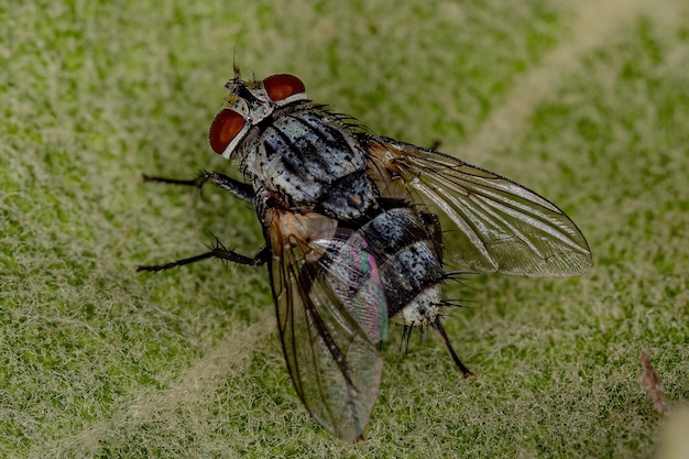 Взрослая щетинистая муха семейства Tachinidae