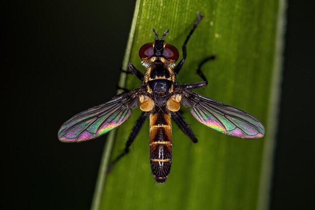Взрослая щетинистая муха рода Xanthomelanodes