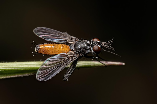 Adult Bristle Fly