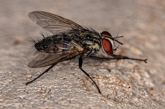 Adult Bristle Fly