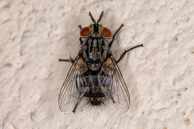 Adult Bristle Fly