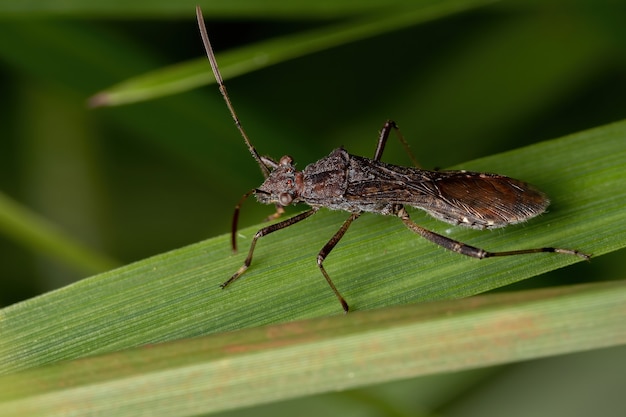 Alydinae亜科の成虫の頭の広い虫