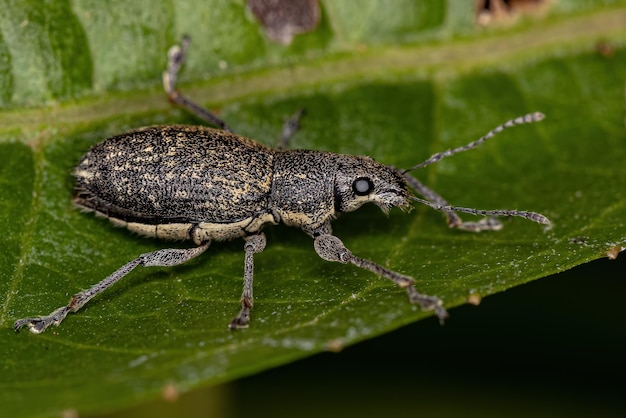 Adult Broad-nosed Weevil of the Tribe Naupactini