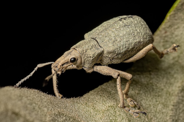 Photo adult broad nosed weevil