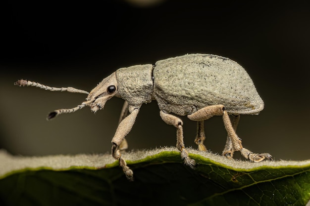 Adult Broad nosed Weevil