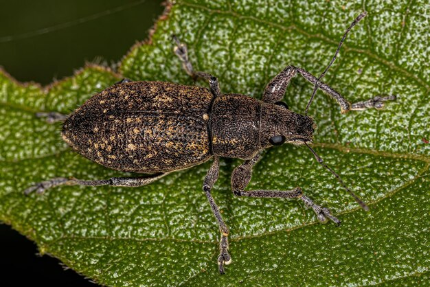 Photo adult broadnosed weevil