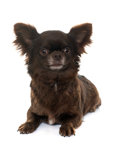 adult brown chihuahua