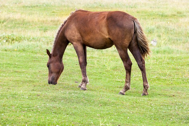 Adult brown horse grazing in a field with green grass