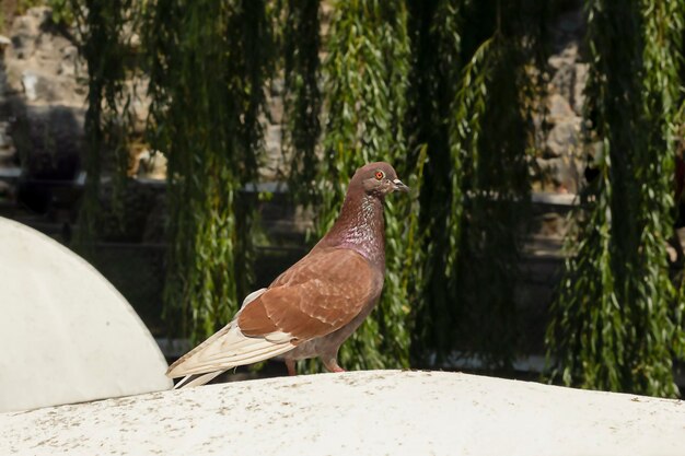 Adult brown pigeon sitting on a fence