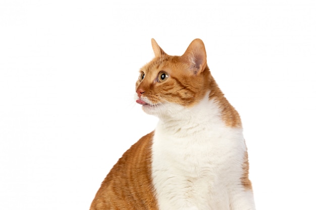 Adult brown and white cat