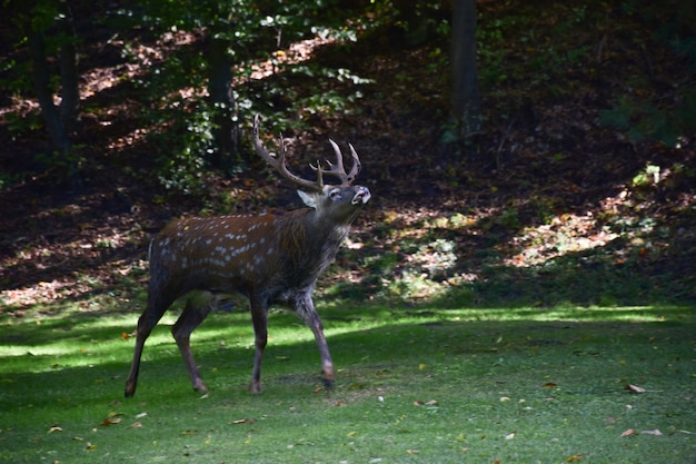 Adult buck with antlers walks in the autumn park