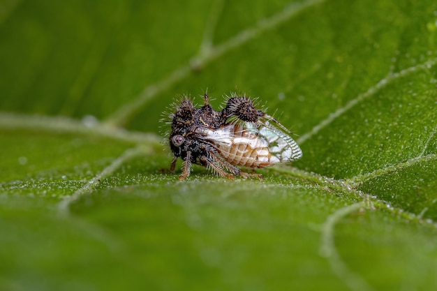 Cyphonia clavigera의 성체 Buffalo Treehopper