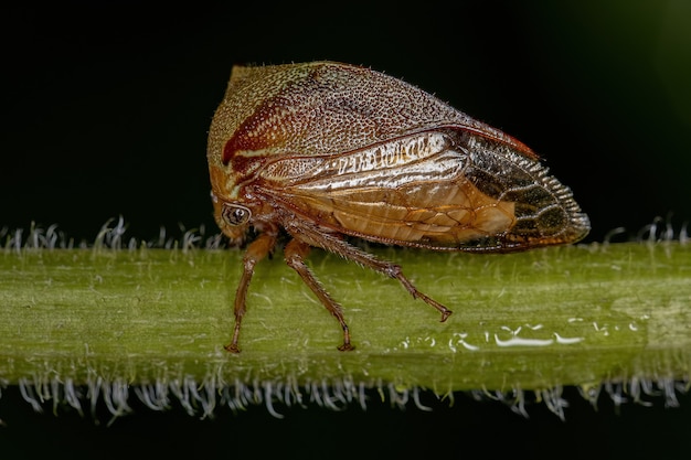 Bufalo adulto treehopper della tribù ceresini