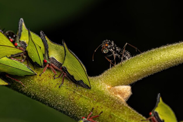 Photo adult buffalo treehopper