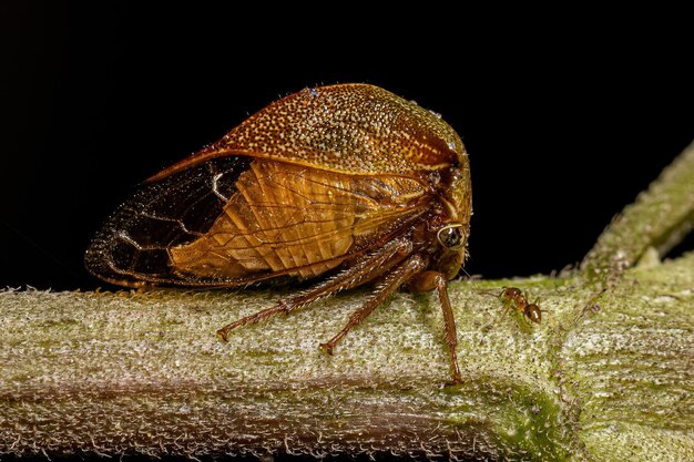 Photo adult buffalo treehopper