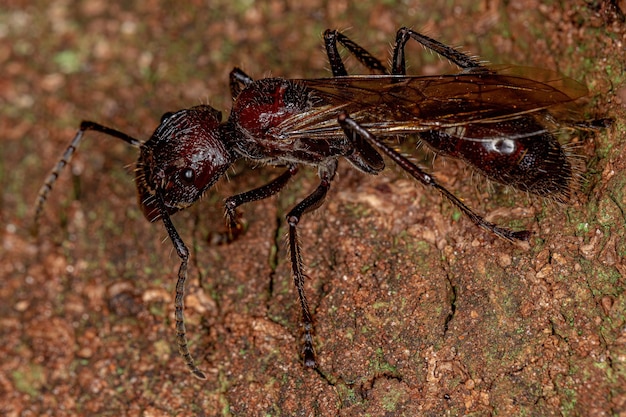 Adult Bullet Ant Queen of the species Paraponera clavata