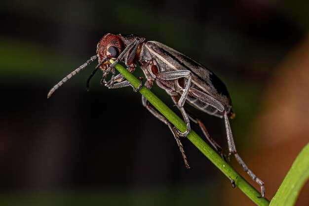 Adult Burning Blister Beetle