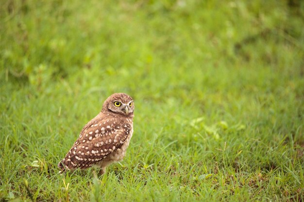 Adult burrowing owl athene cunicularia perched outside its burrow on marco island florida