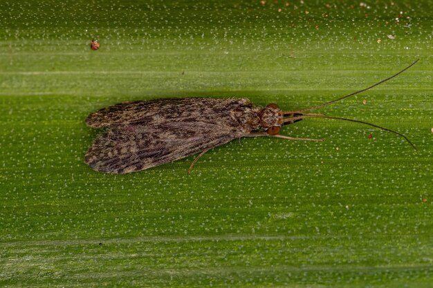 Adult Caddisfly Insect of the genus Chimarra