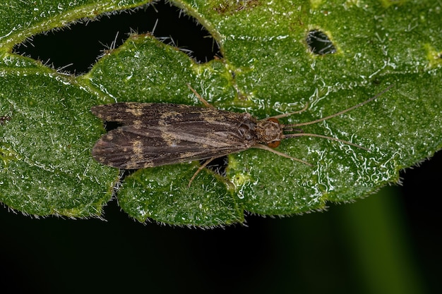 Adult caddisfly insect of the order trichoptera