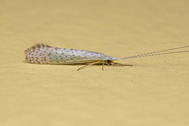 Insetto caddisfly adulto