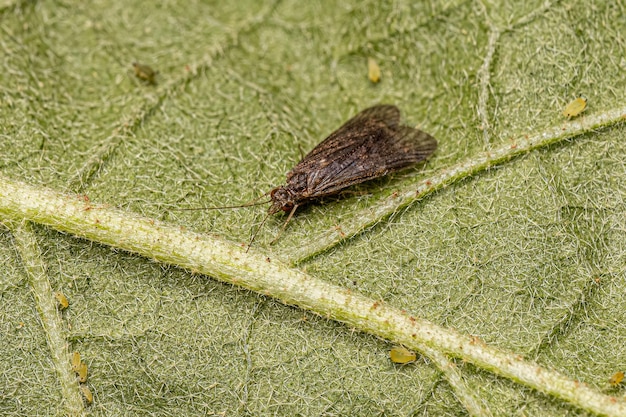 Photo adult caddisfly insect