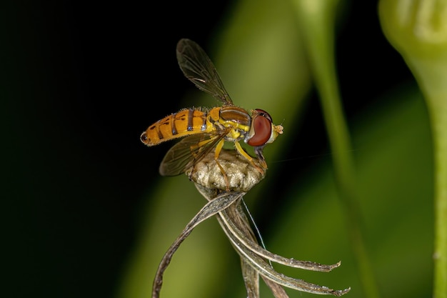 Photo adult calligrapher fly of the genus toxomerus