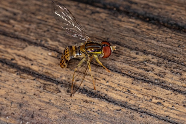 Взрослая муха-каллиграф из рода Toxomerus