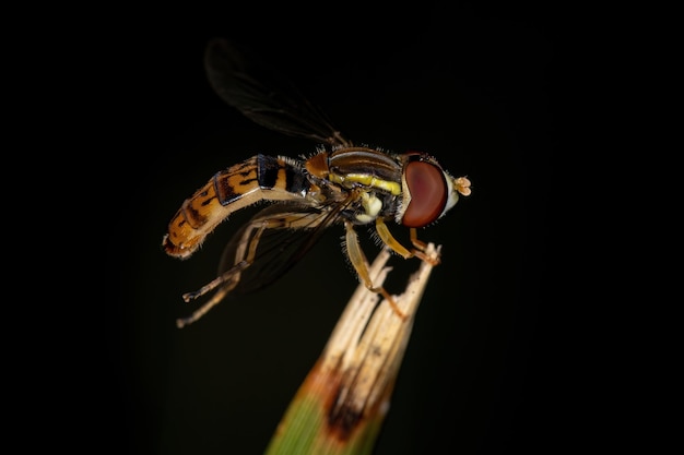 Adult Calligrapher Fly