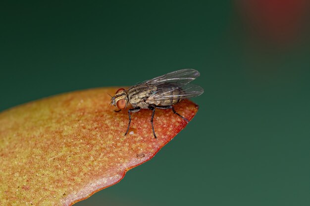 Foto mosca calyptrate adulta dello zoosottosezione calyptratae