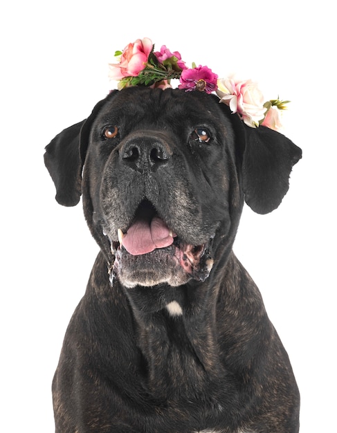 Adult cane corso on white background