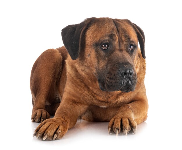 Adult cane corso on white background