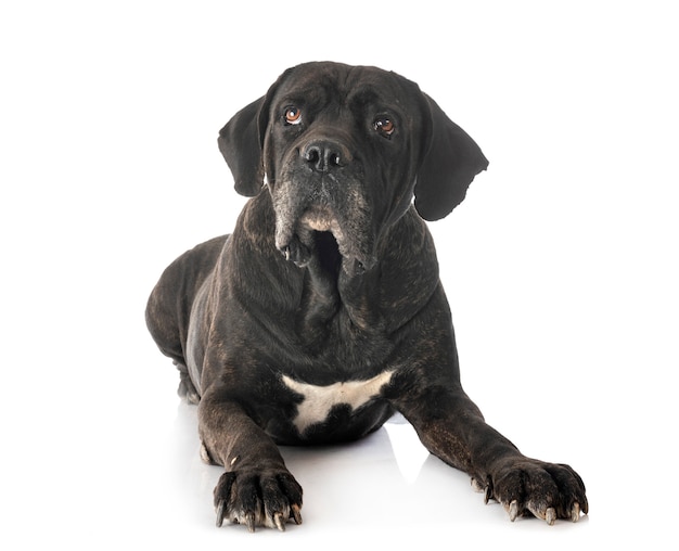 Adult cane corso