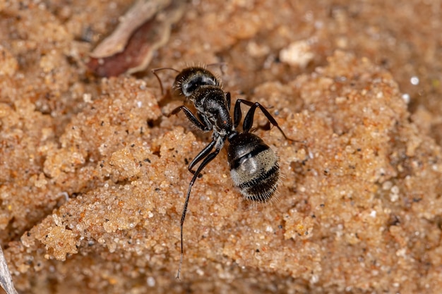 Camponotus 속의 성체 목수개미