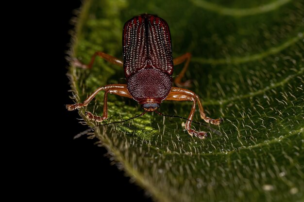 Photo adult casebearing leaf beetle of the subfamily cryptocephalinae