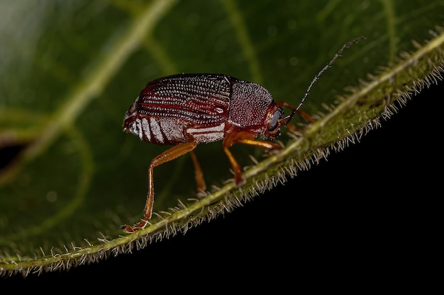 Photo adult casebearing leaf beetle of the subfamily cryptocephalinae