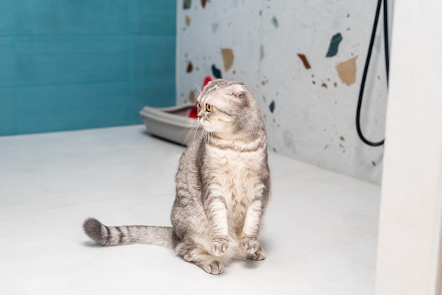 An adult cat of the British breed next to its tray